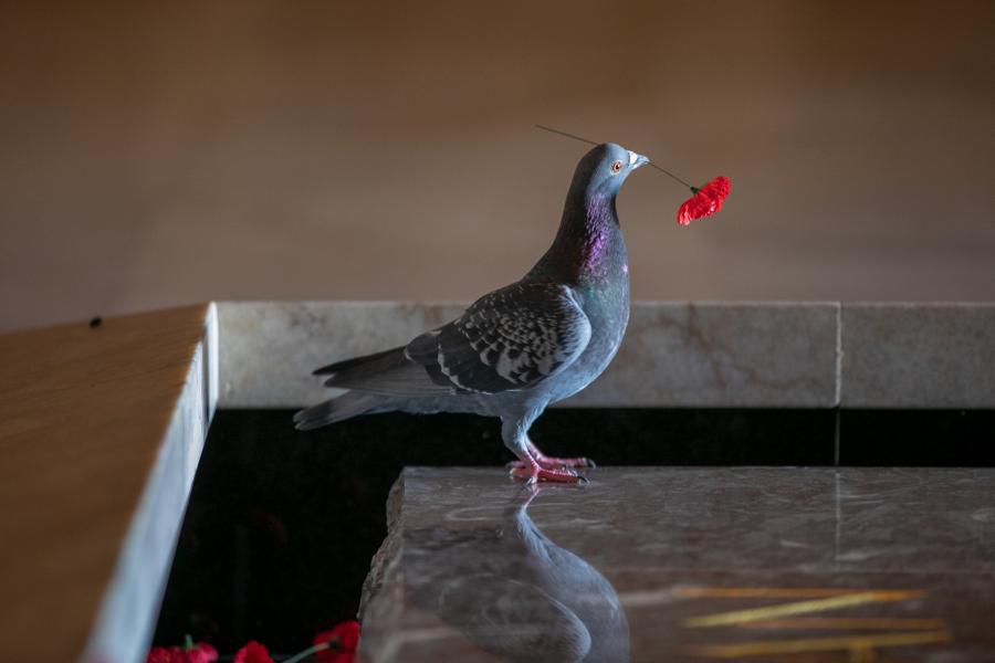 Pigeon in the Hall of Memory