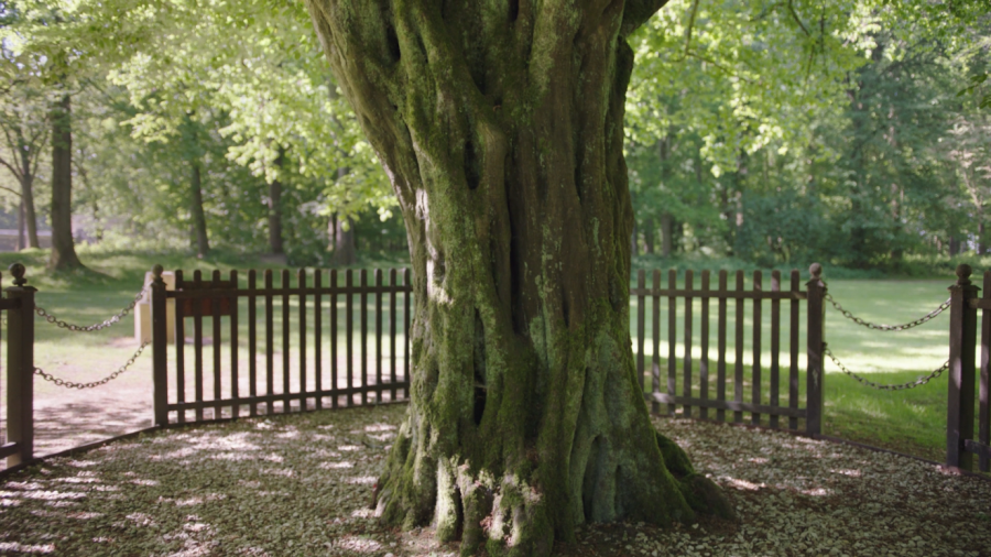 The Last Tree, Delville Wood
